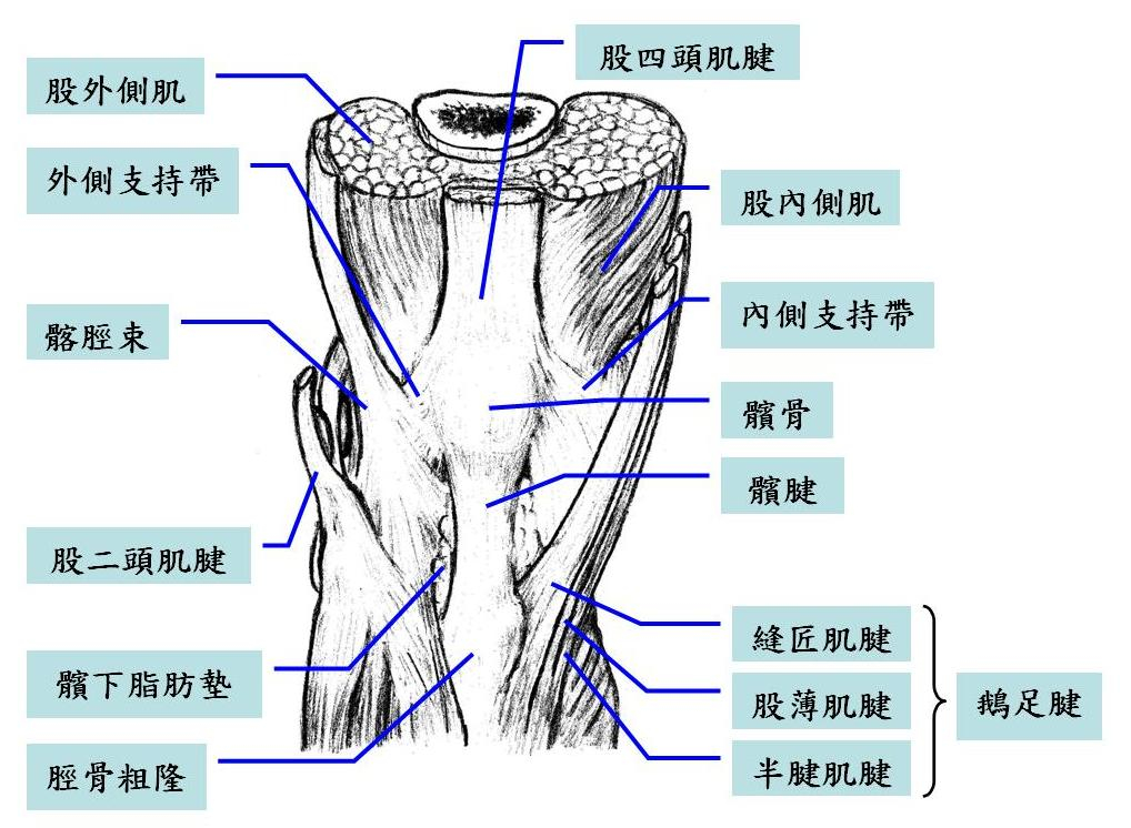 右膝關節正面筋膜組織