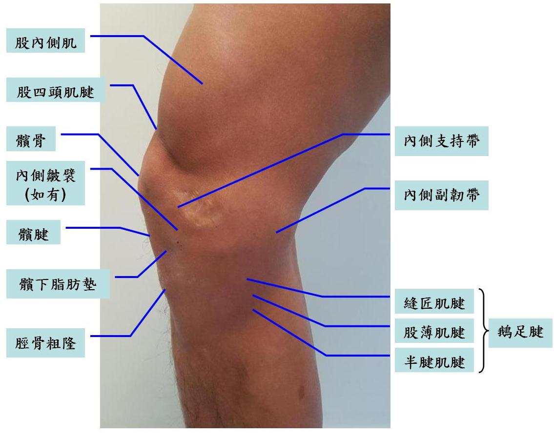 右膝關節內側表面解剖 (相片提供：曾小強)