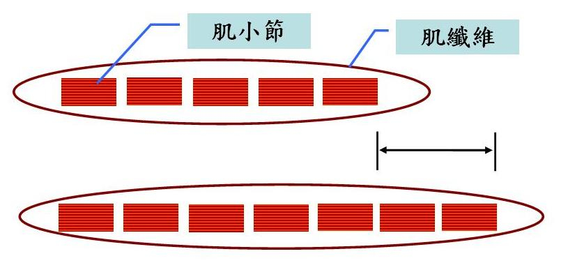 肌小節（Sarcomere）是肌肉纖維的基本單位，無論肌肉有多長，都是靠眾多肌小節串連而成，像火車卡串連成列車一樣。經年累月恆常伸展肌肉，肌小節數目會增加使肌肉變長。