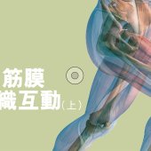 肌肉筋膜  組織互動(上）